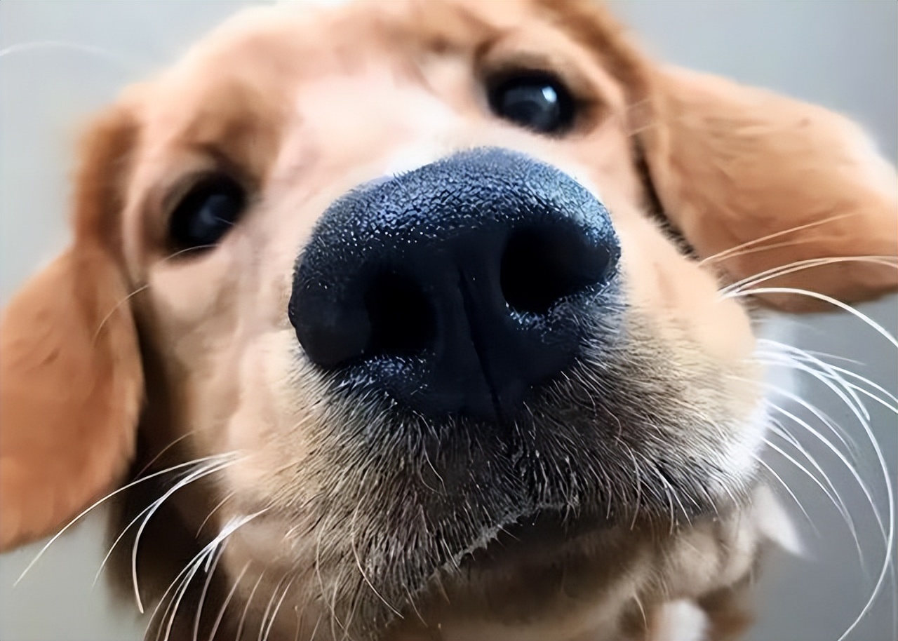 如何应对很凶的狗,遇到凶狗的正确方法