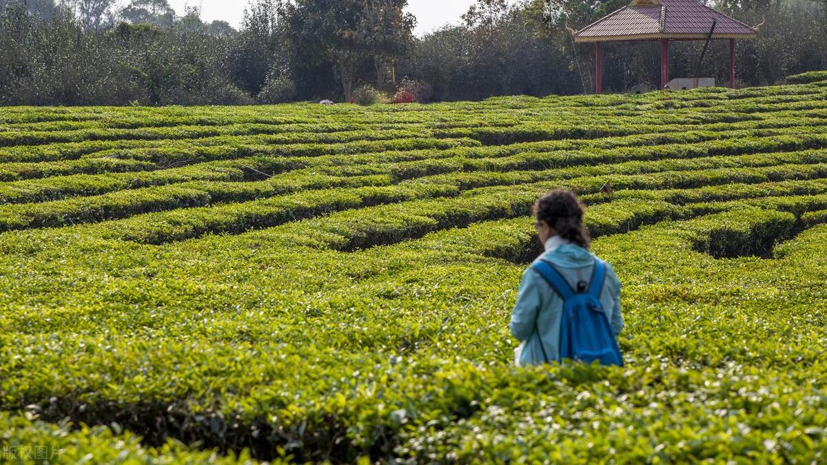 云南养老居住最好的地方普洱,普洱最适合居住的三个地方