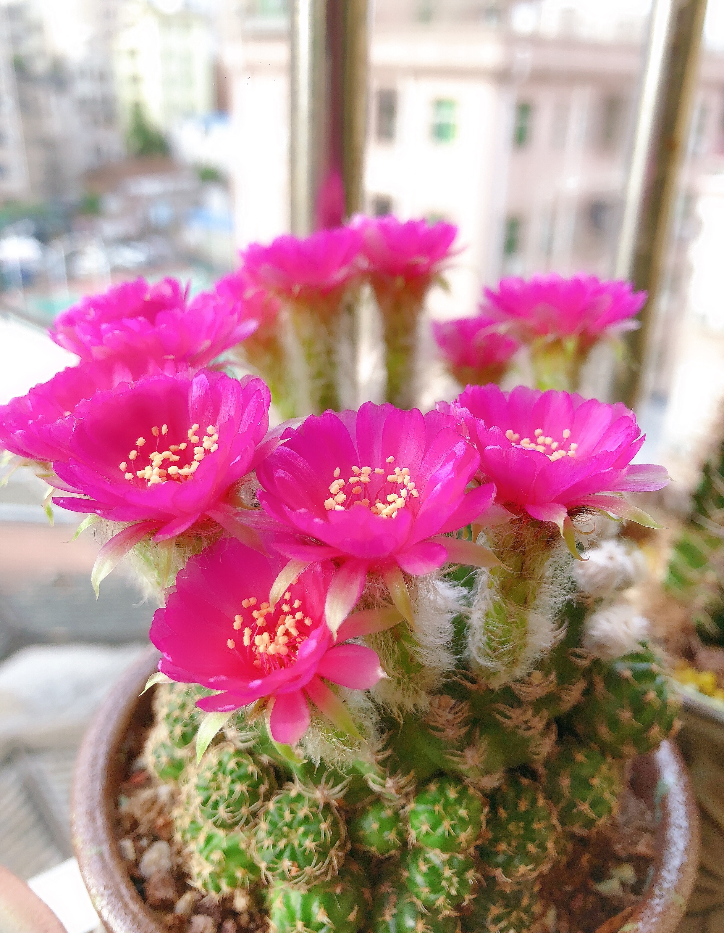 喜欢养仙人球，就选“阳春丸”，颜值高，好打理，每年开花好多次