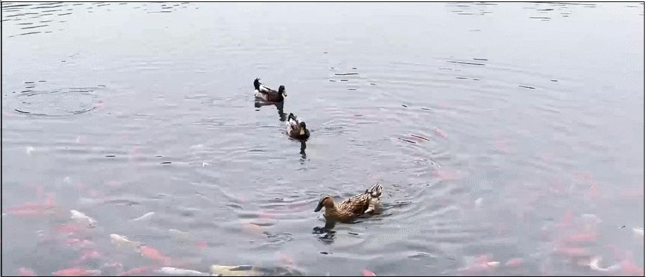 疯狂连更！山东这场持续两个月的直播，观看量超3.7亿