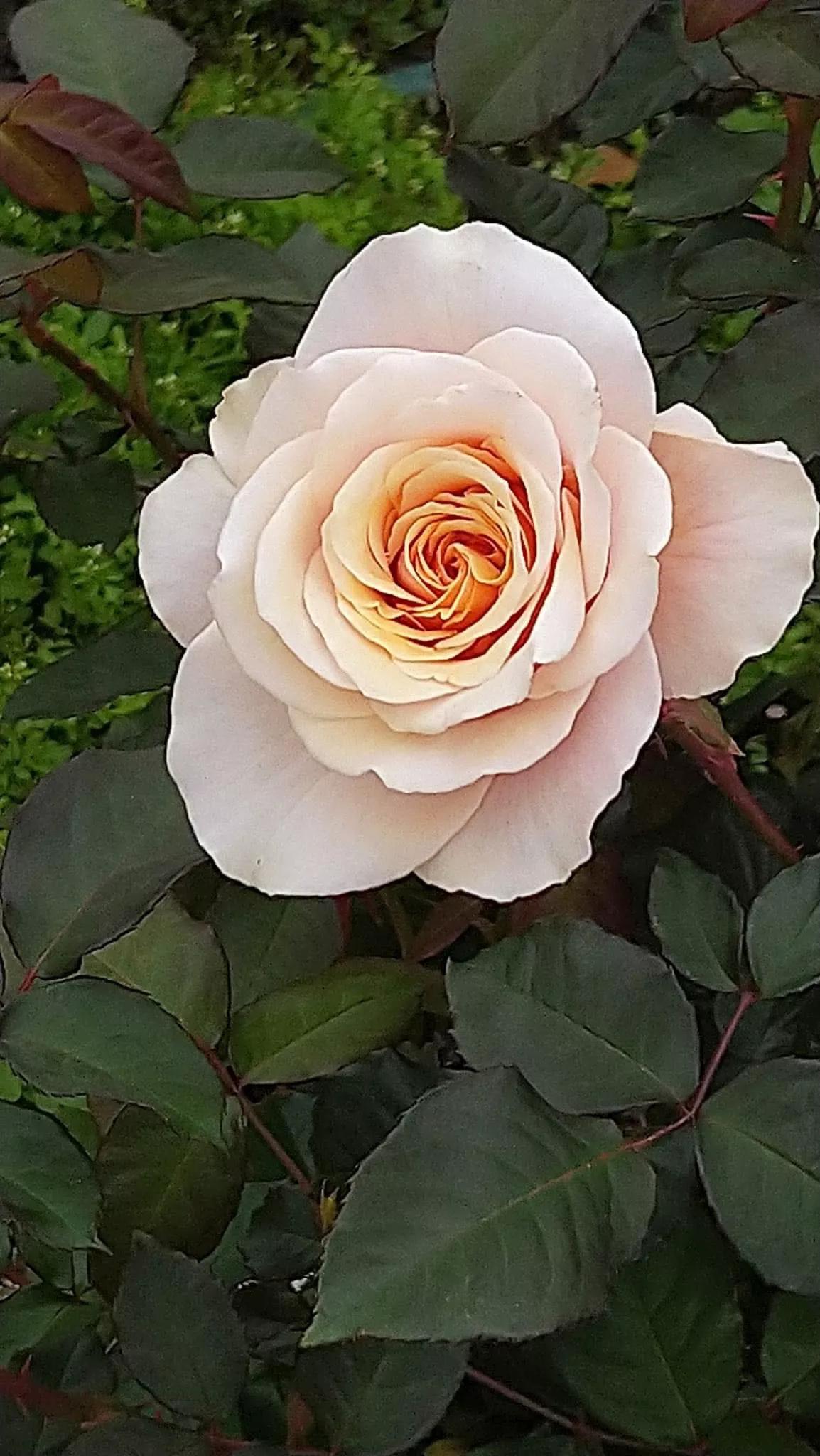 夏花开得最标准的月季花品种,月季色彩艳丽千姿百态