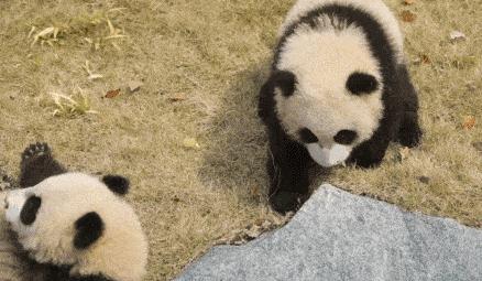 狮子老虎大熊猫,老虎为什么不吃大熊猫呢