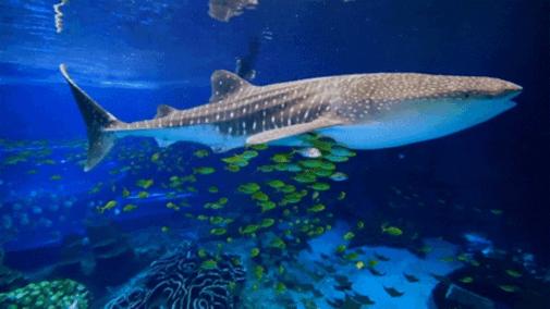 珠海长隆海洋王国3人1日游,珠海长隆海洋王国3日2夜