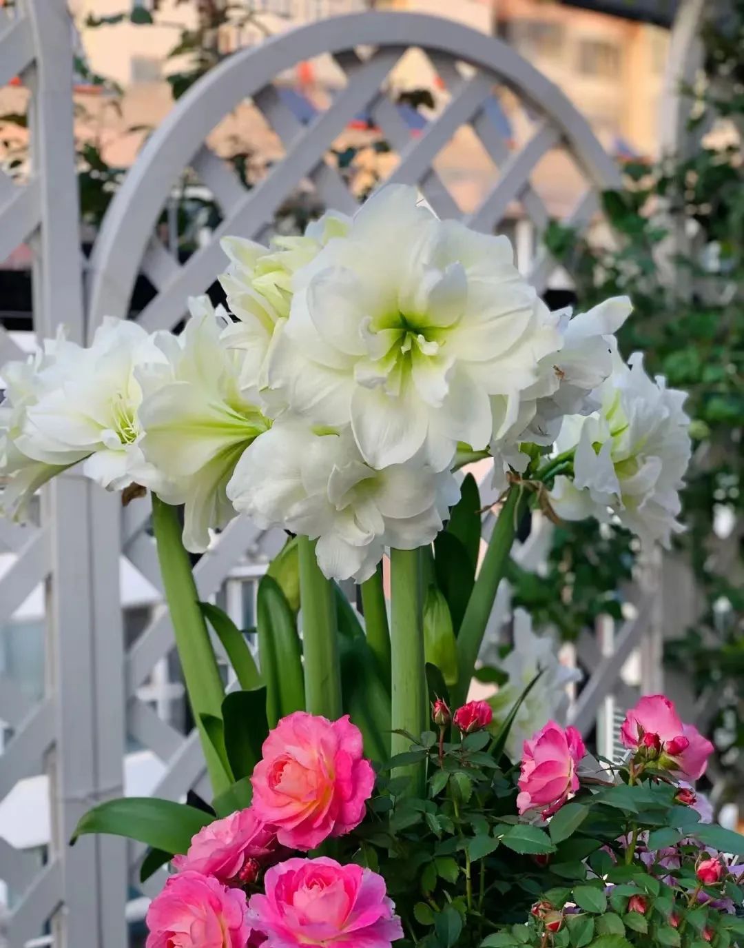 球根类花卉有哪些比较好养,有哪些好看的球根花卉盆栽