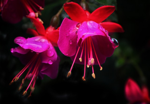 倒挂金钟绝美图片,探照灯倒挂钟