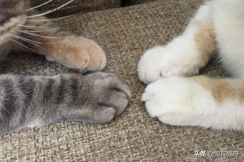 中国猫咪品种玳瑁猫,田园玳瑁猫的嘴