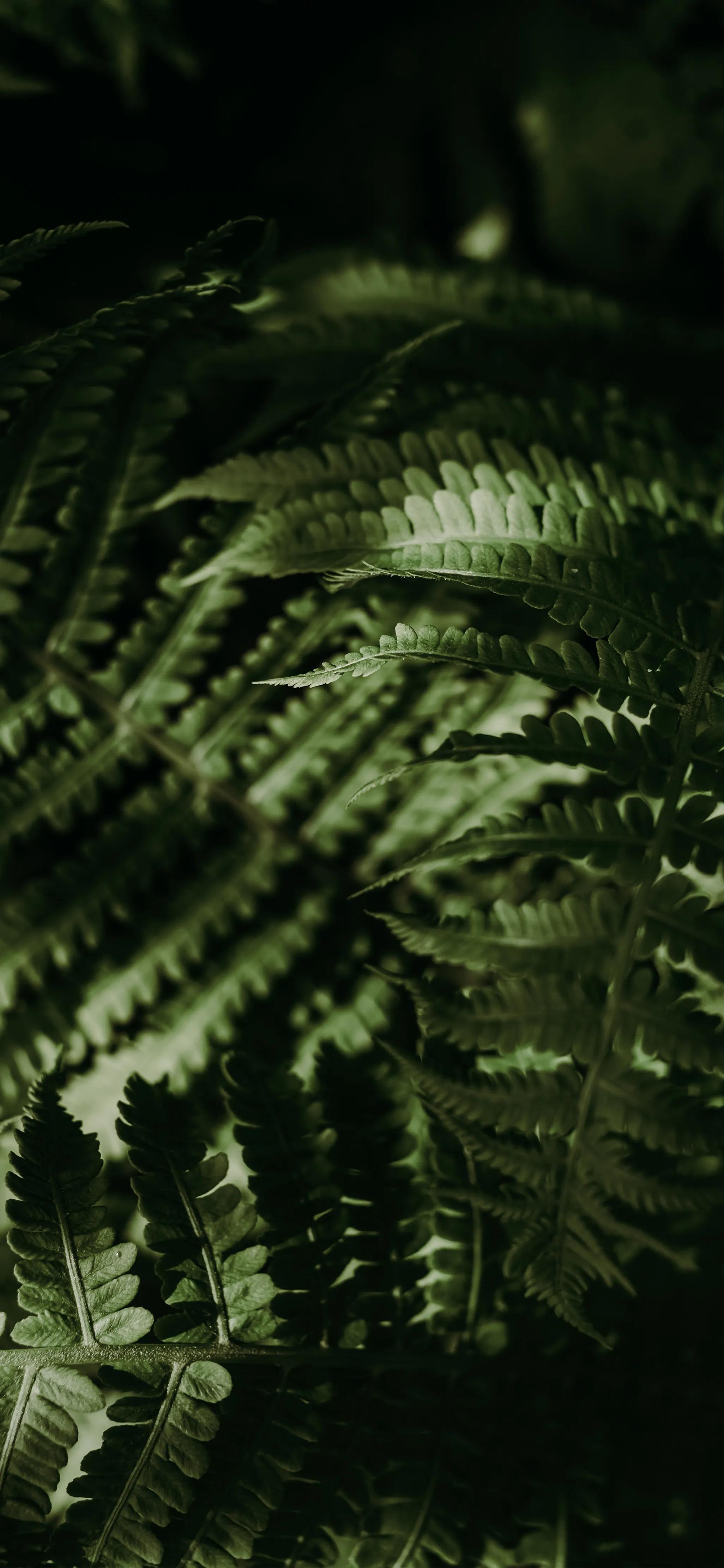 高清壁纸全面屏手机,围棋壁纸高清全面屏