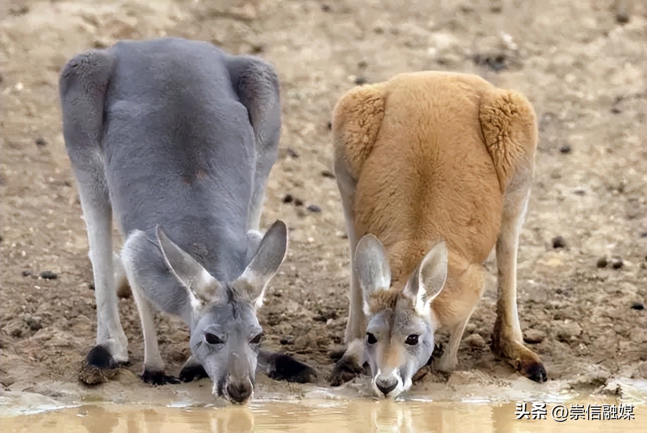 独行月球袋鼠踢沈腾露肚子片段,独行月球沈腾被袋鼠踢飞露肚子