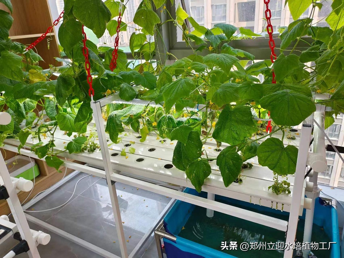 室内无土栽培蔬菜设备,怎样在室内无土种菜