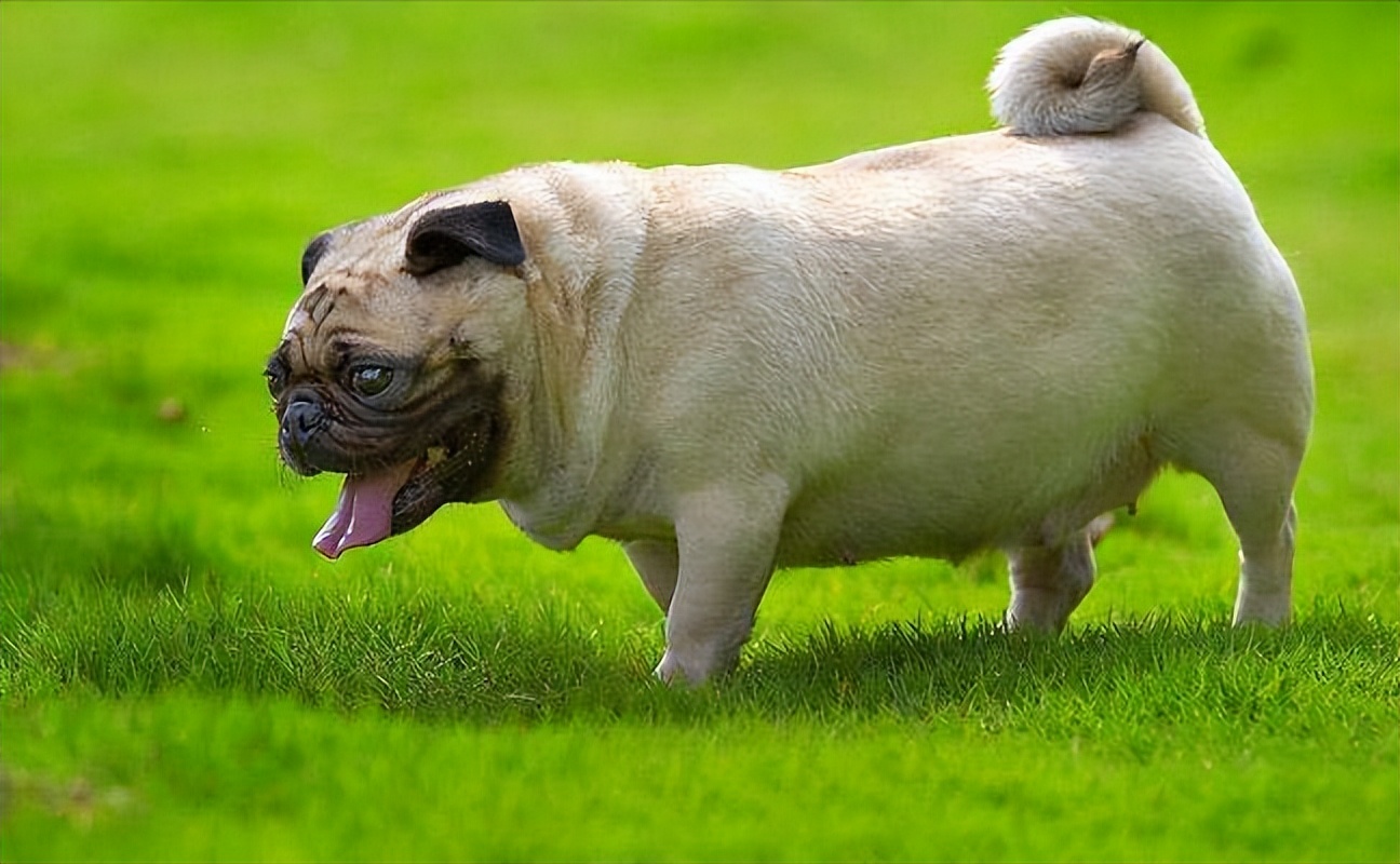 巴哥犬呕吐可以吃人吃的胃药吗,巴哥犬呕吐是什么原因