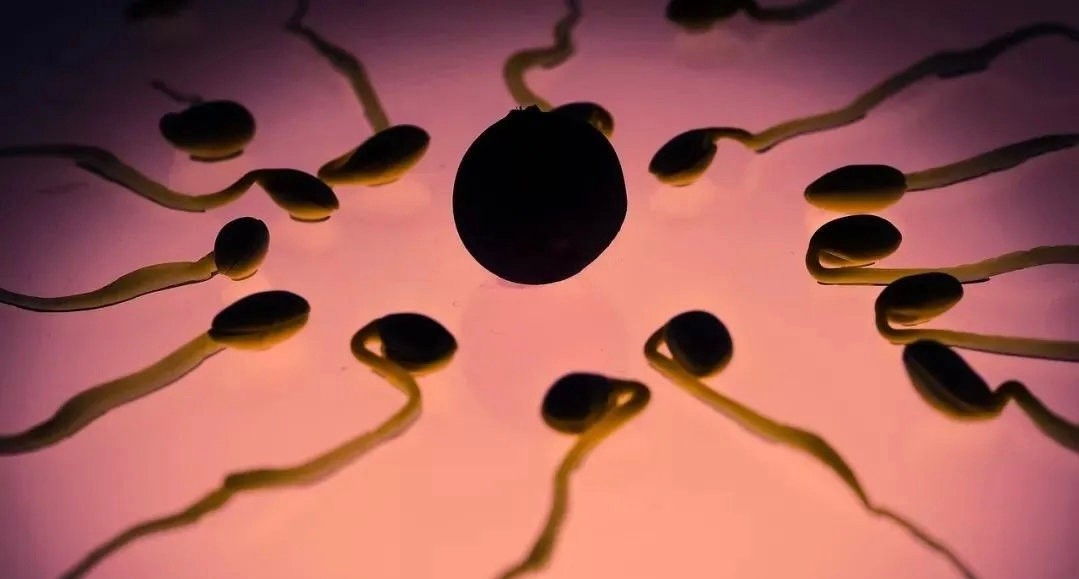 跑得最快、最阳刚的精子才能和卵子结合？不！只是运气爆棚而已