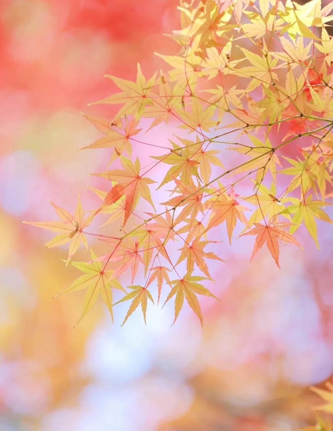 表达爱意异地恋的诗词,表达异地恋相思相见的诗句