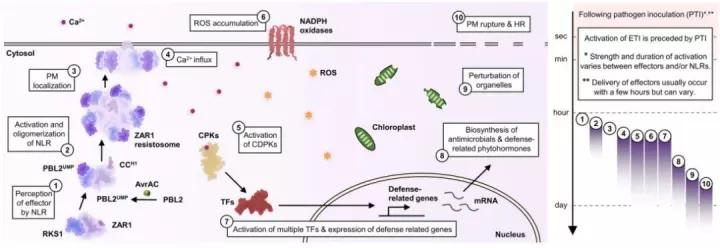 植物免疫功能有哪些,植物免疫诱抗机制