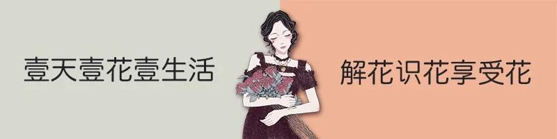 快来看看，兰花的世界真奇妙|壹木星球No.14