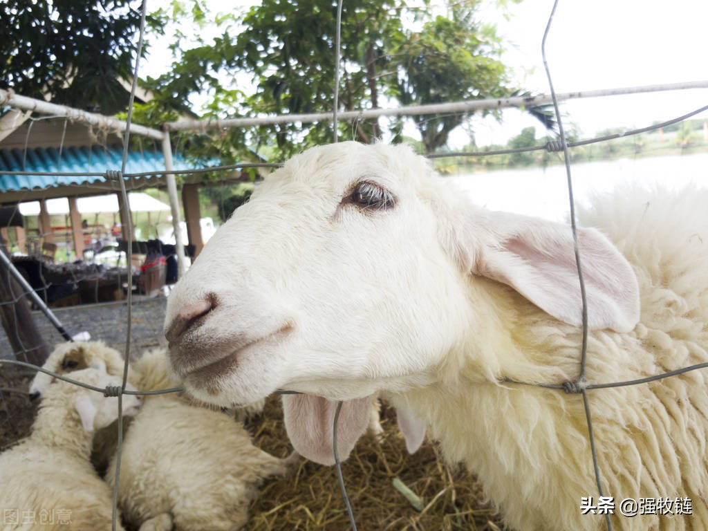 羊偷吃玉米不反刍怎么办,羊偷吃了红色玉米处理办法