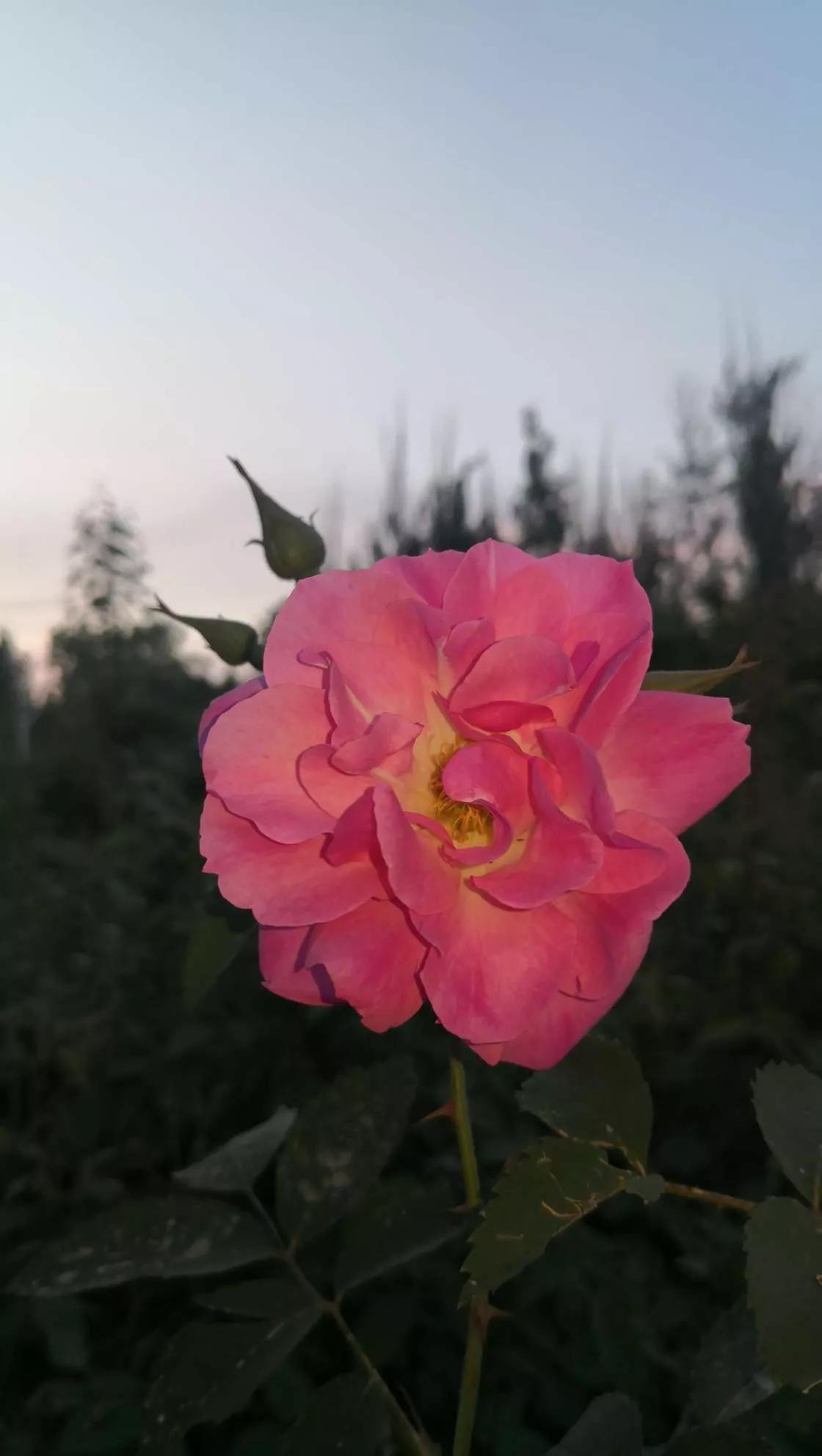 月季品种醉花,月季品种大全及图片欣赏