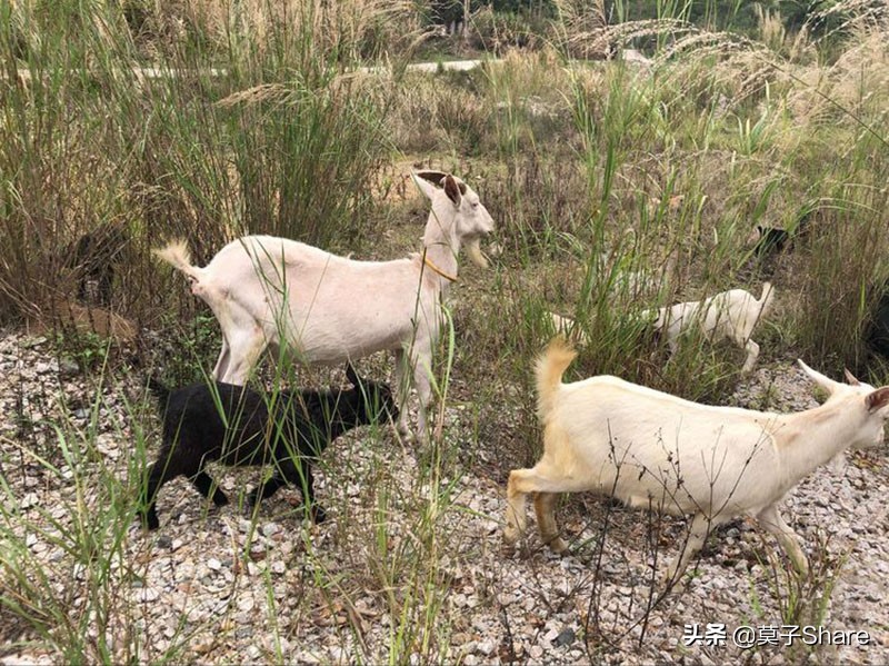 广州白云山小众公园,广州白云山原始森林公园旅游攻略