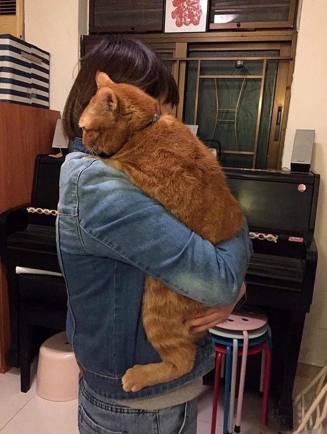 猫咪围着小橘猫,小橘猫肚子鼓鼓的还要喝奶