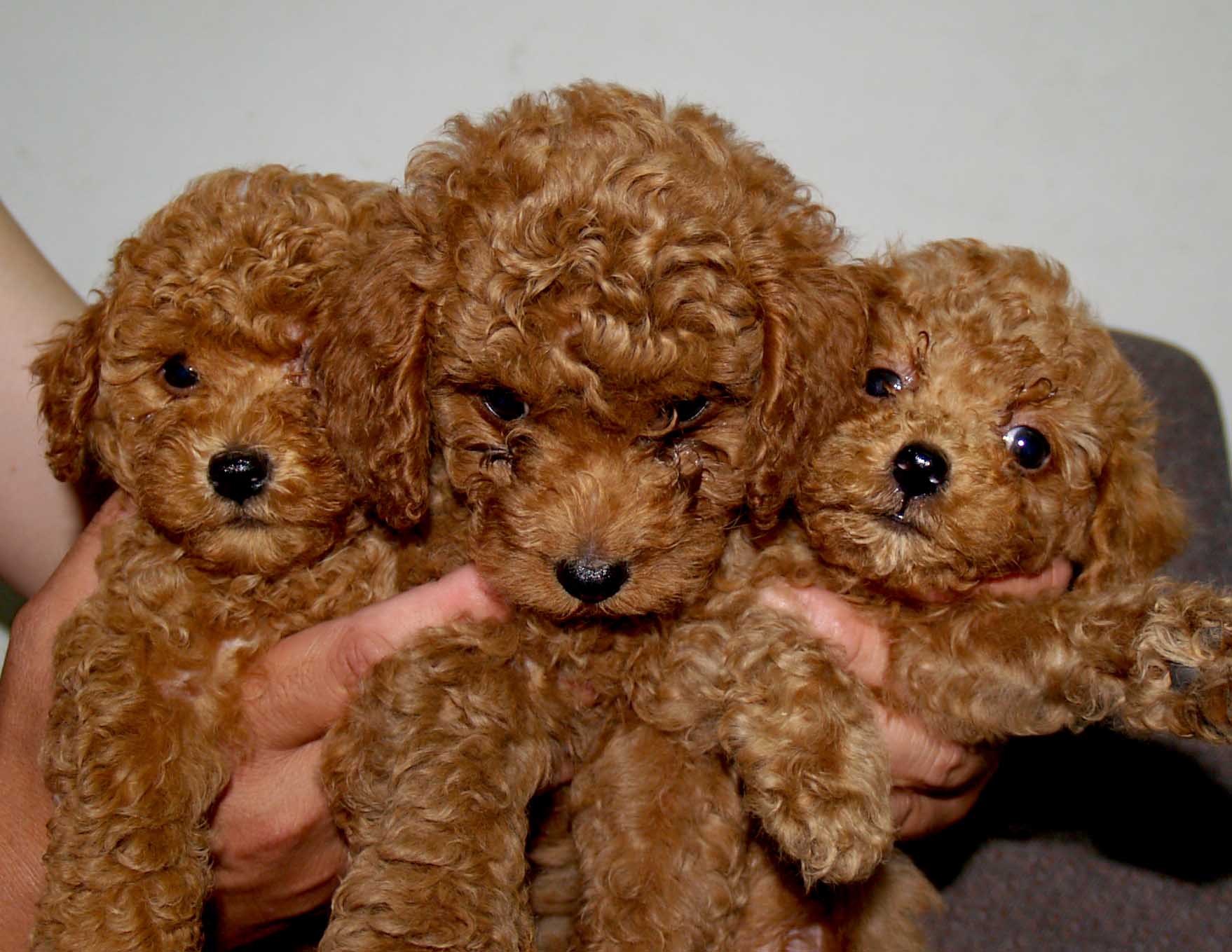 挑选泰迪幼犬的技巧,怎样挑选泰迪幼犬