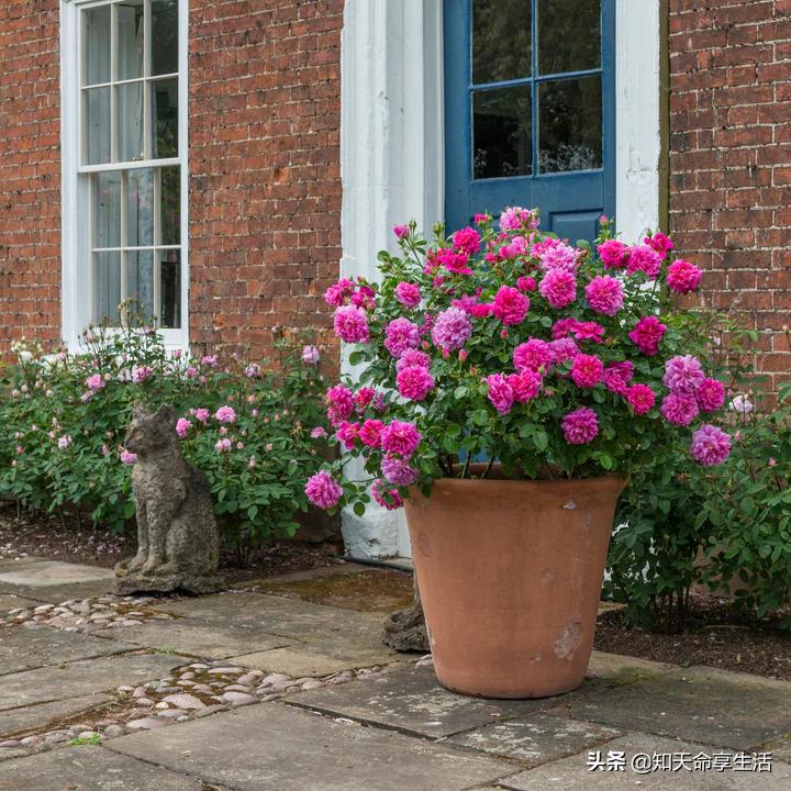 安妮公主月季大全,安妮公主英国玫瑰月季