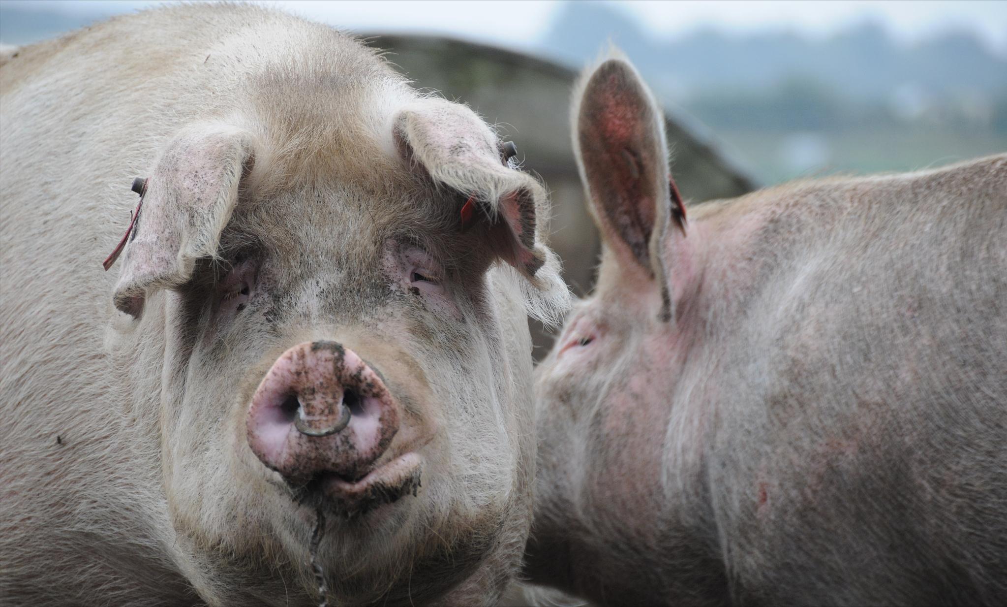 最新猪价生猪行情未来15天涨不涨,生猪价格今日猪价最新表格