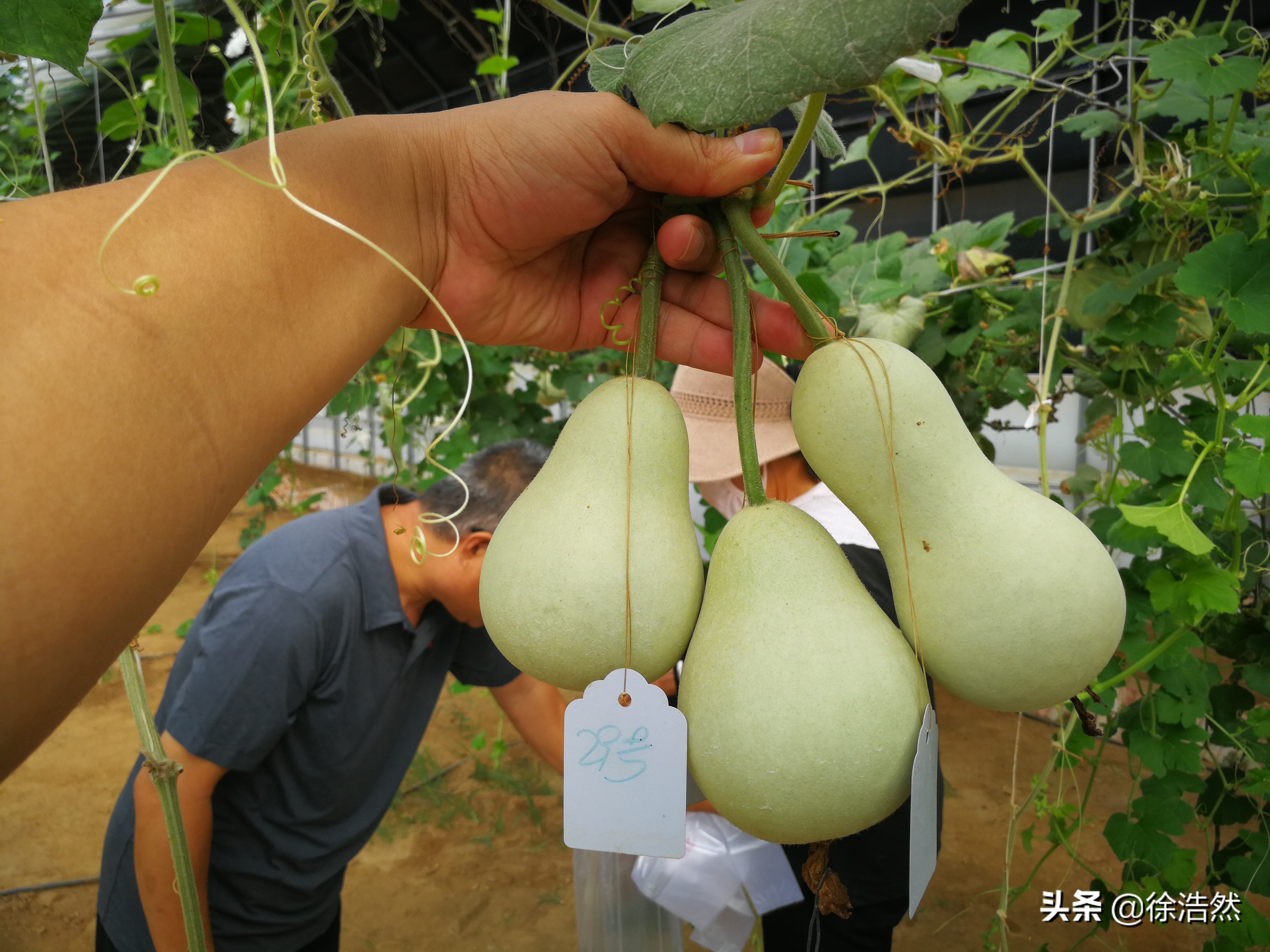 葫芦发家致富,种大葫芦利润