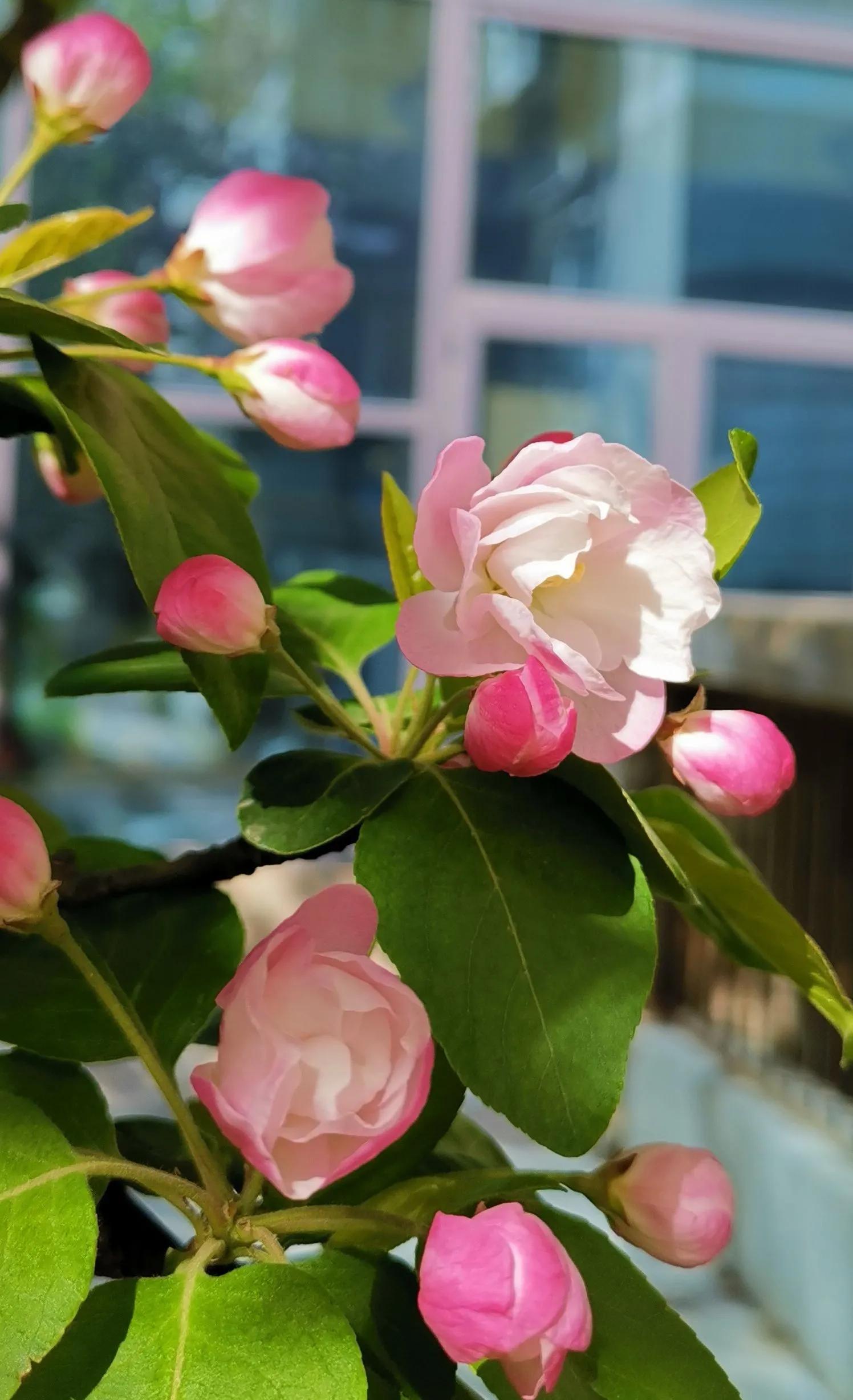 红叶诗五言全文,红叶的诗句古诗大全