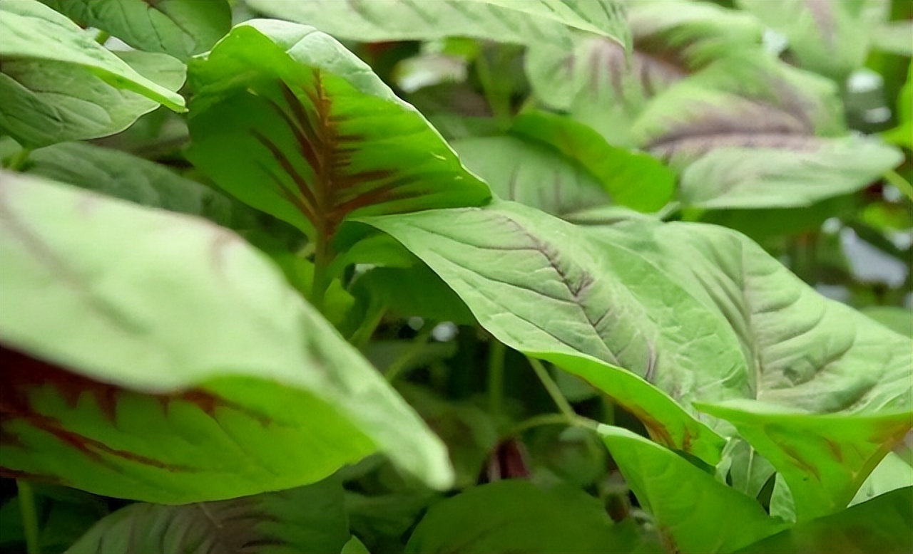 为什么晚上不建议吃绿叶蔬菜,哪些患者不能吃红苋菜