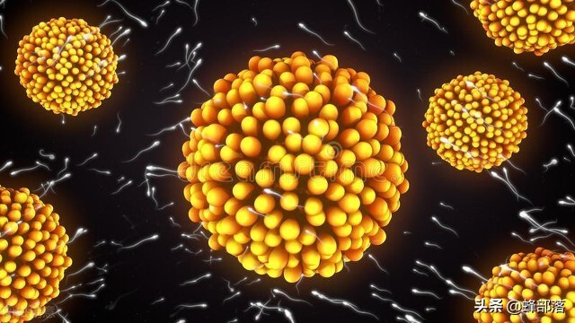 蜂王浆有吸引蜜蜂的吗,蜂王浆对蜜蜂有作用吗