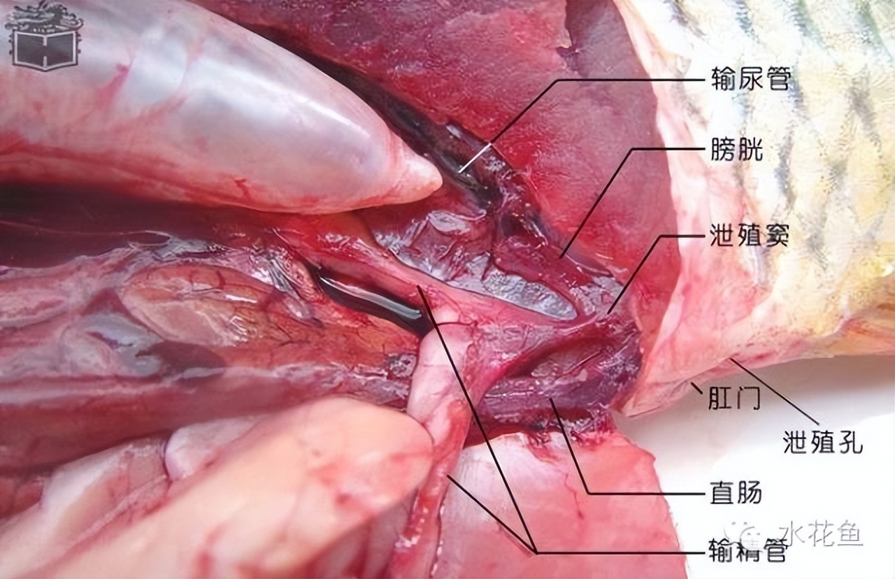 鱼的内部器官构造,鱼类的器官特征