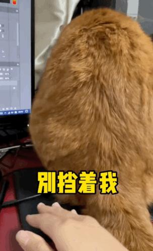 抖M大橘猫酷爱被打屁股，否则就骂骂咧咧：我是你修来的一屁股债