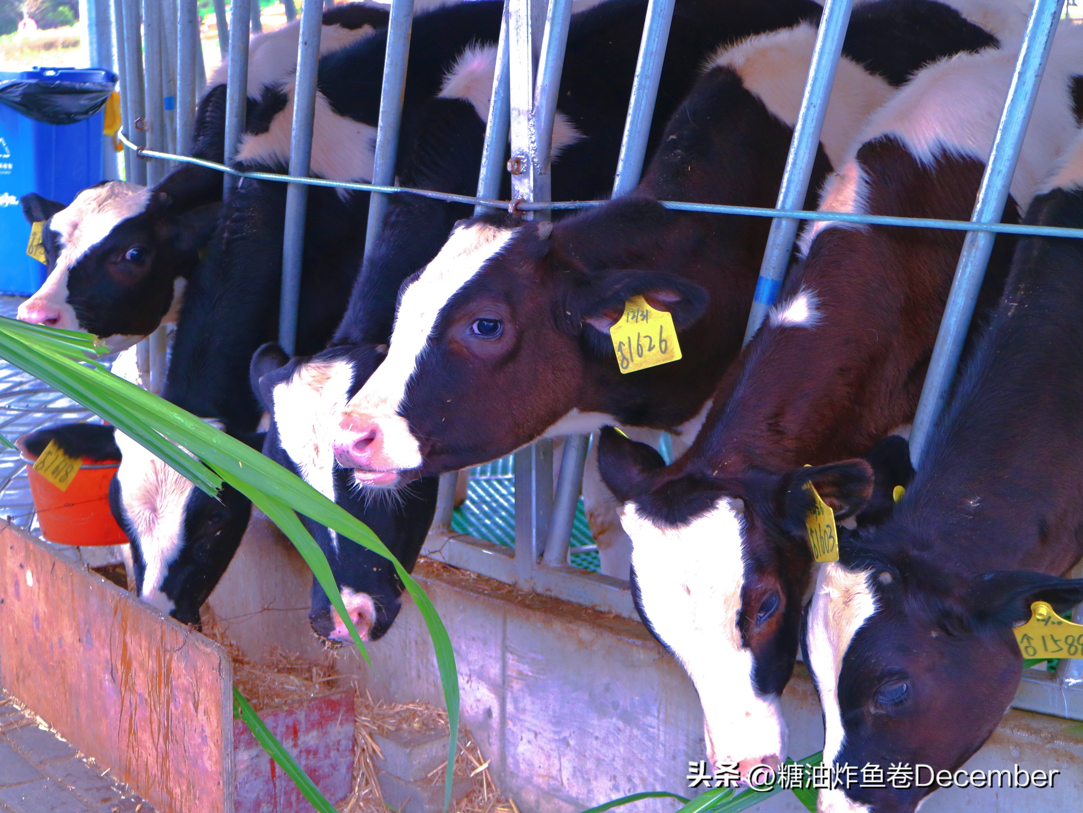 石埠乳业生态观光牧场有限公司,广西石埠乳业生态观光牧场抖音号