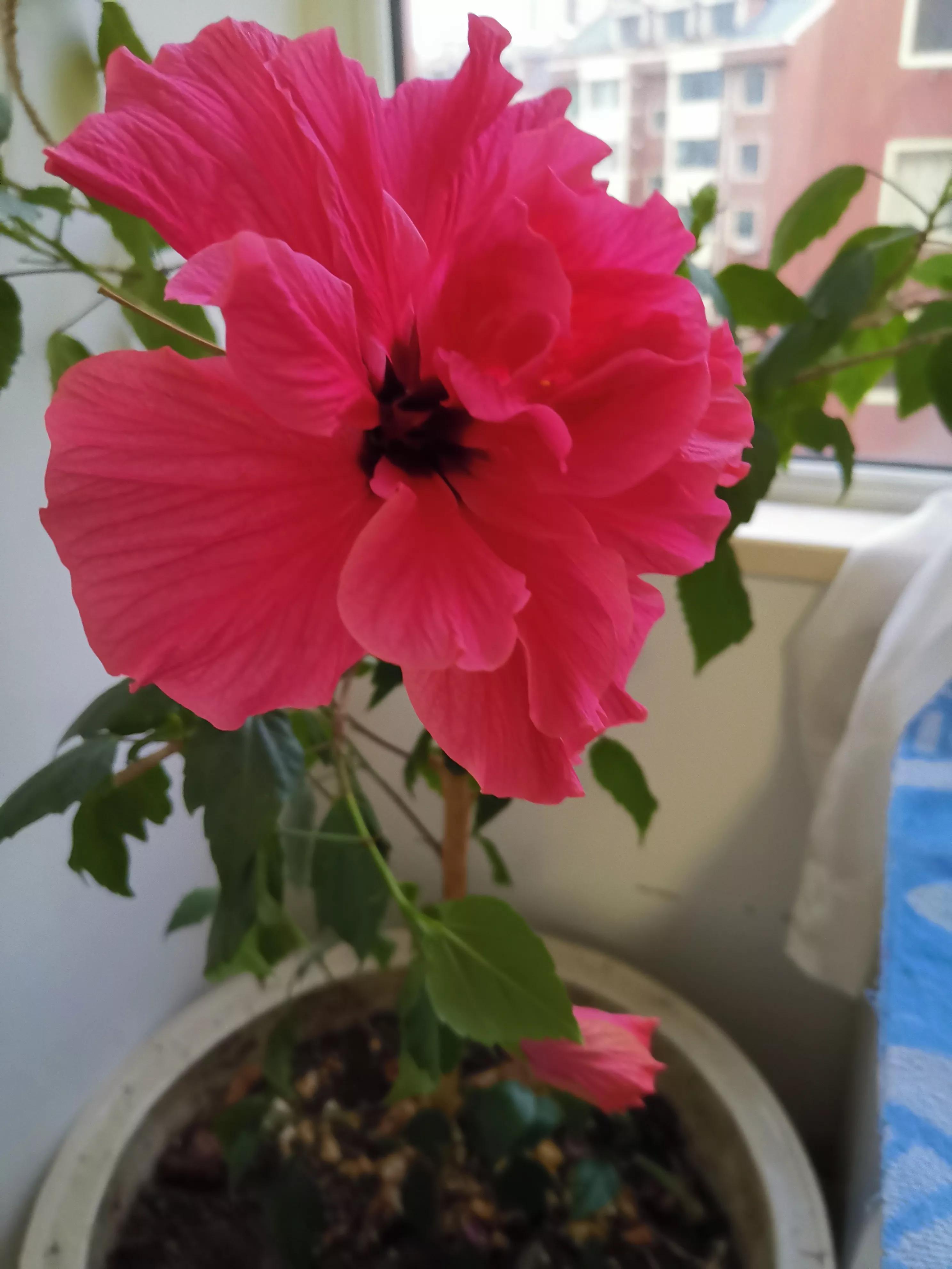 我的业余爱好介绍,我的业余爱好英语