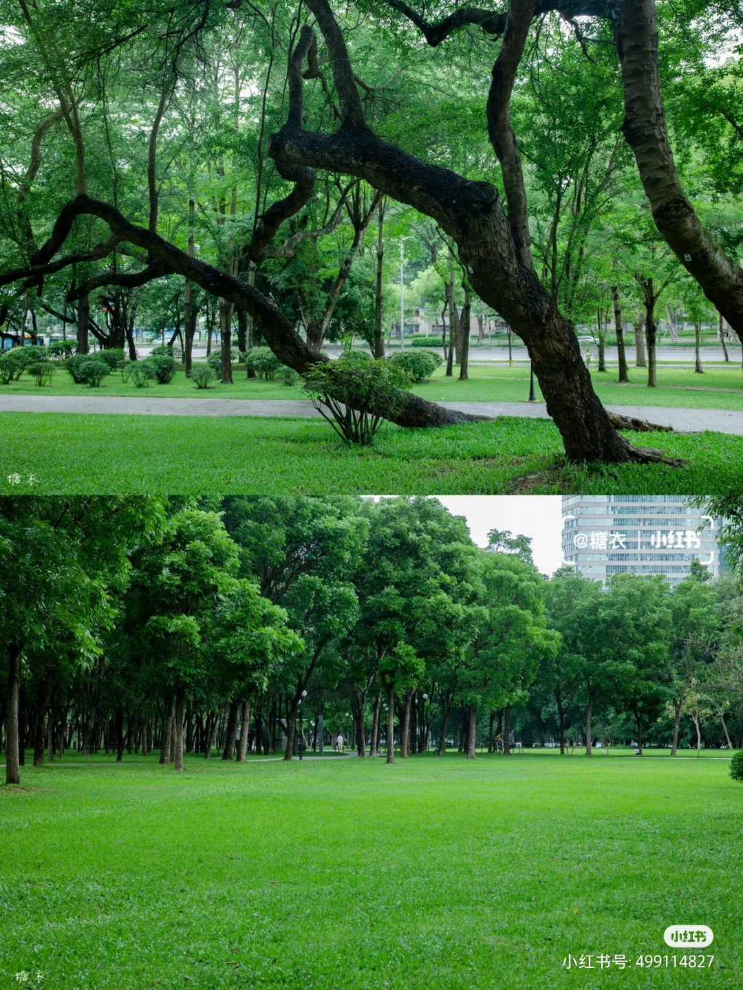 周末森林公园推荐深圳宝安,深圳森林公园登上山顶看美景