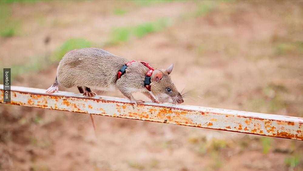 鼠王被抓叫来老鼠报复咬人,老鼠爬到床上为什么还会咬人