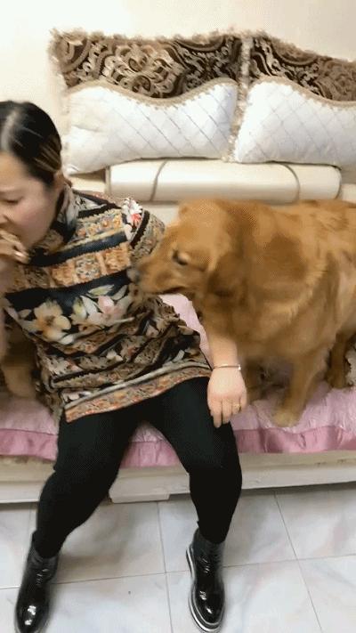 这20种食物，对狗来说是“毒药”，你还在给它吃吗？