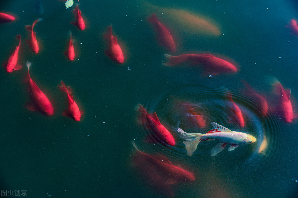 多数男人向往而求之不得的场景，贯鱼以宫人宠