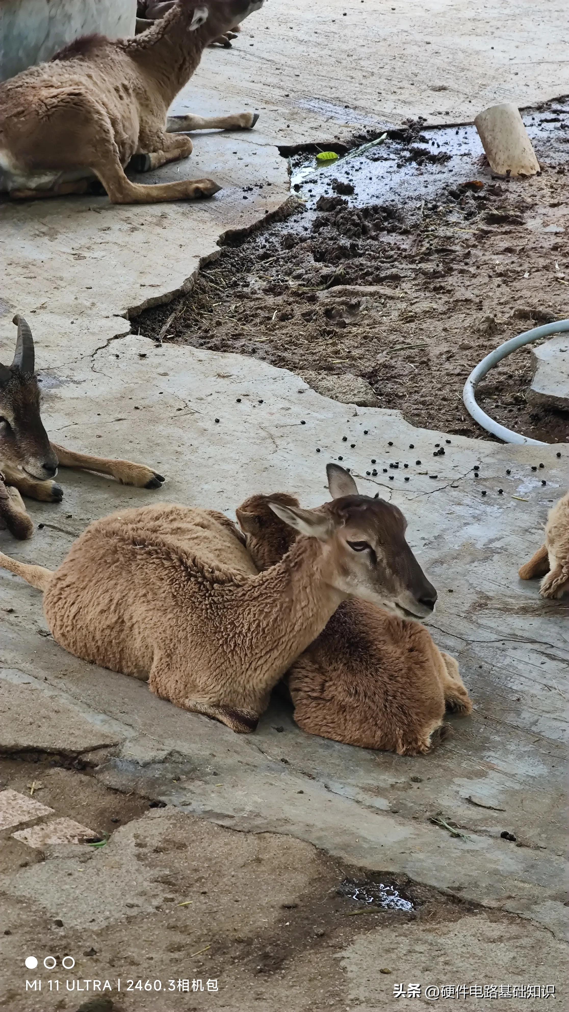 五一广州动物园人挤人的一天,广州动物园有序开放