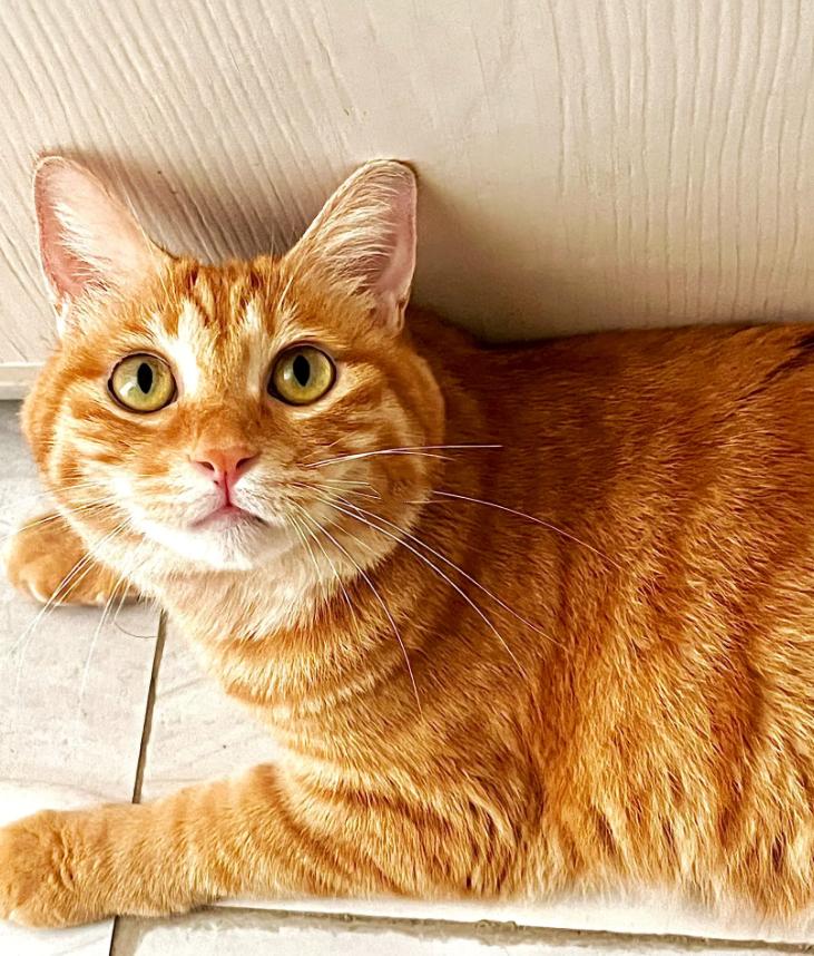 猫咪最喜欢的五件事,猫咪最喜欢的几样东西图片