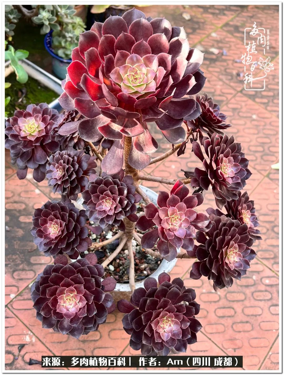 多肉小盆友生活多姿多彩,多肉小精灵福享不停