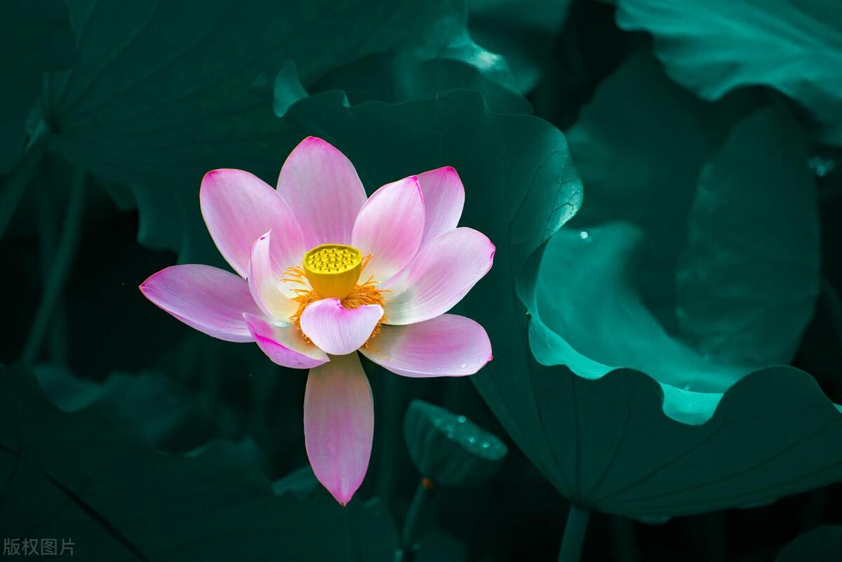 明日换甲,农村俗语“纯木换甲子,白虎好回家”,明日不下雨好吗