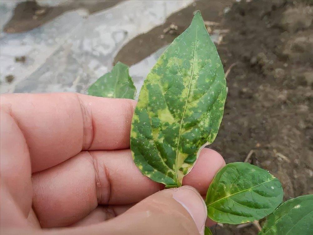 辣椒病毒病是用什么药效果好？辣椒病毒病怎么防治？