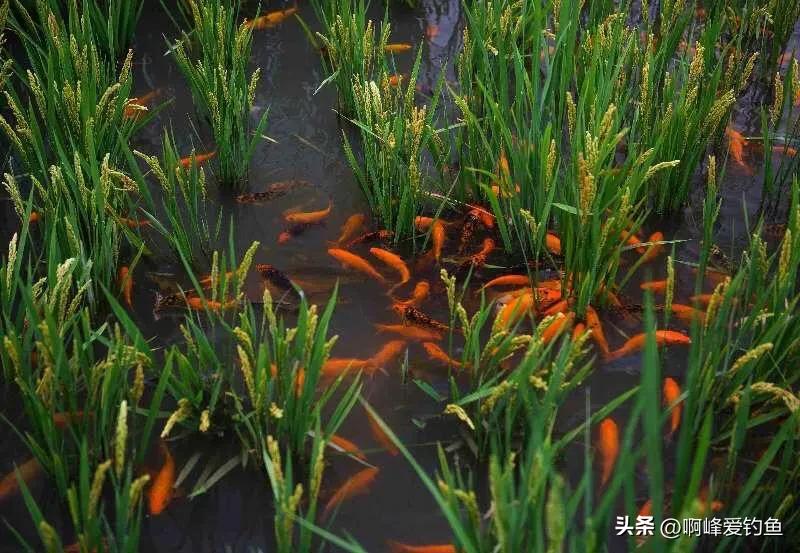 肉质金黄的鲤鱼是什么养出来的,鲤鱼什么品种好养又好看