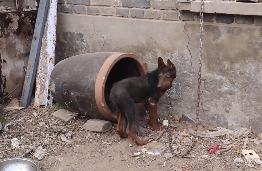 流浪狗被小孩子暴打,流浪狗被孩子家长打