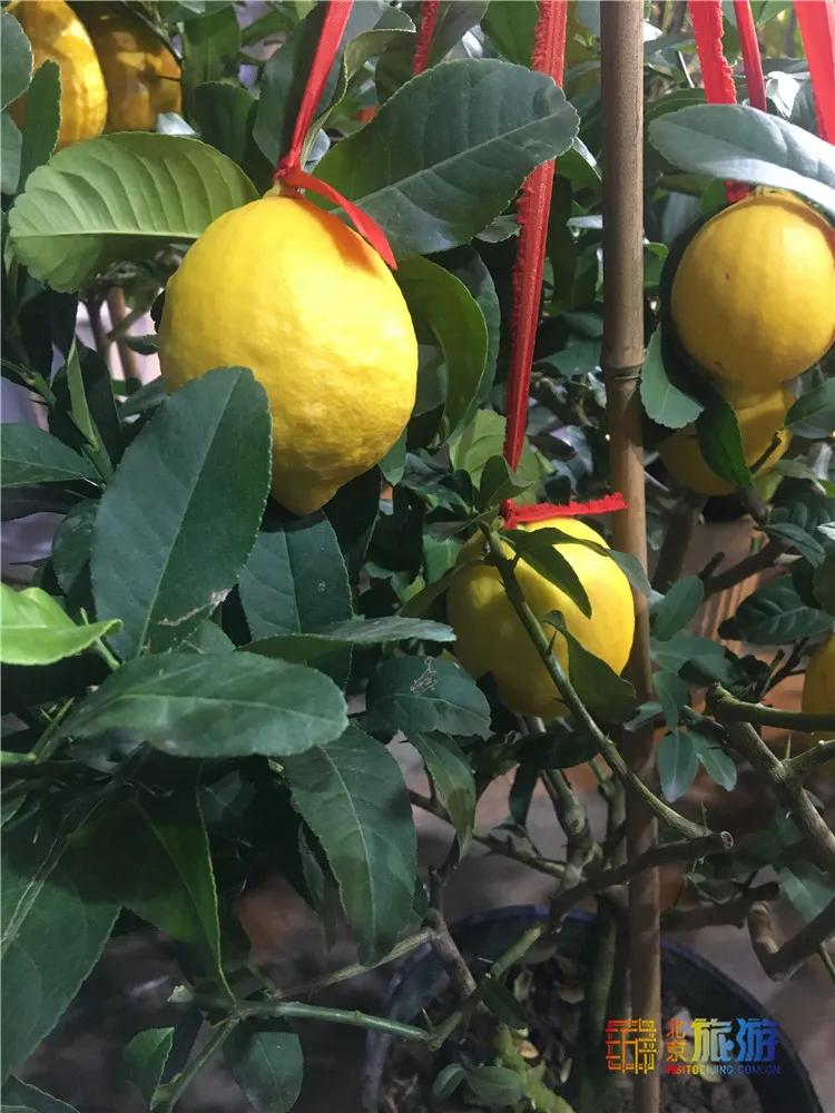 京南永清花卉批发市场,京南花卉批发市场