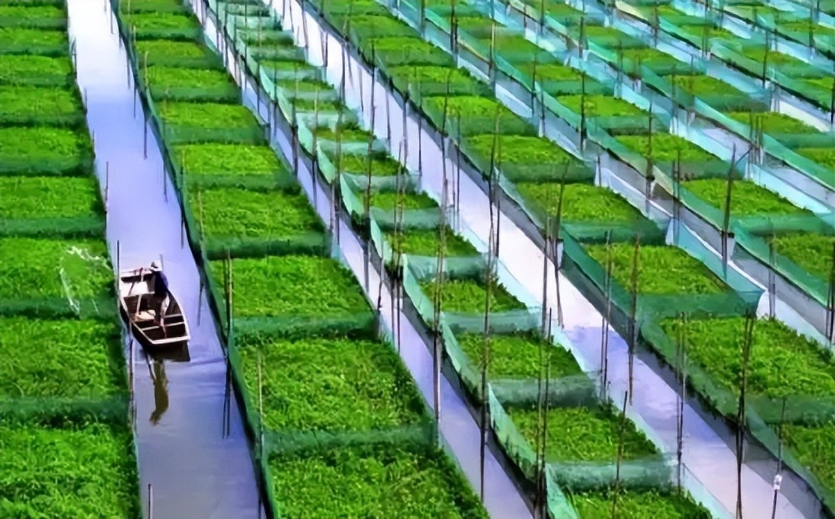 什么是现代农业什么是有机农业,现代农业与农村的区别