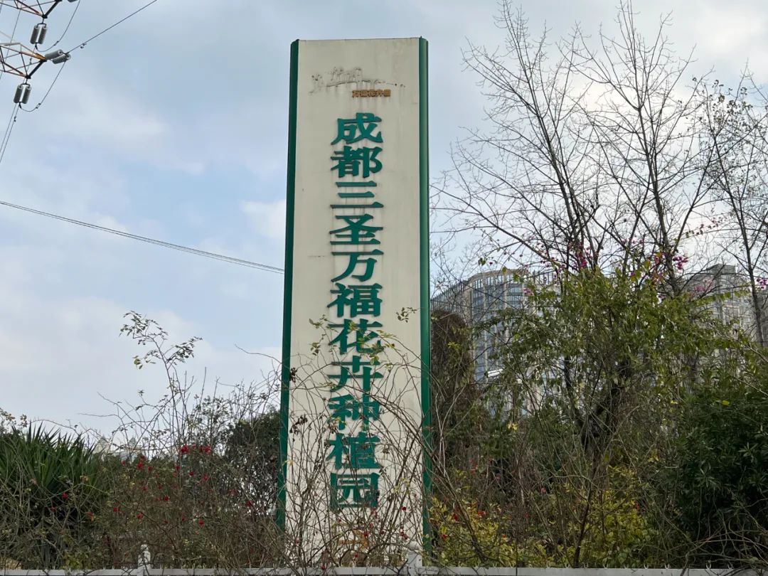 情人节哪个地方卖玫瑰花最畅销,情人节哪里买玫瑰最便宜