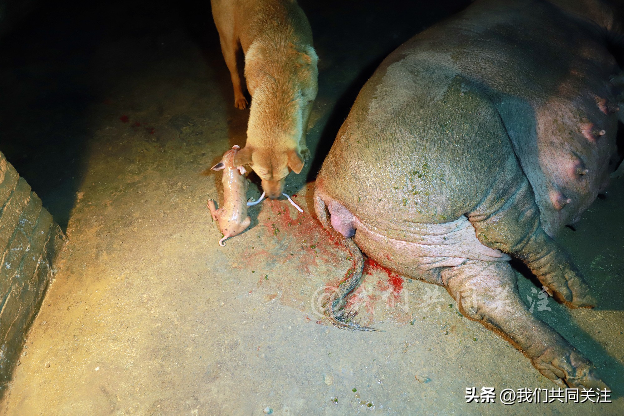 中华田园犬人工繁殖,中华田园犬遇到人类幼崽