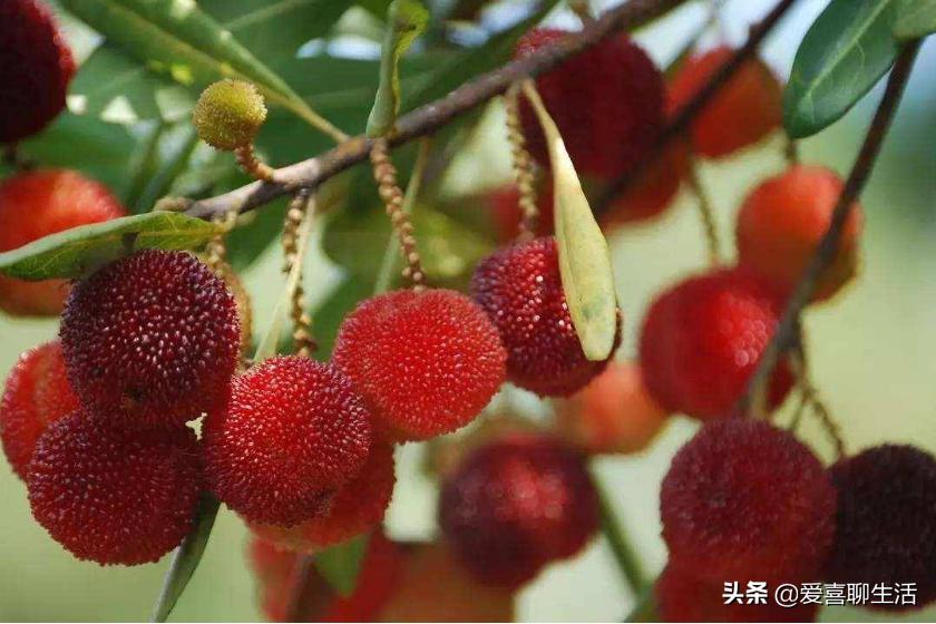 5月必吃的6种应季水果,11月份值得吃的10种时令水果