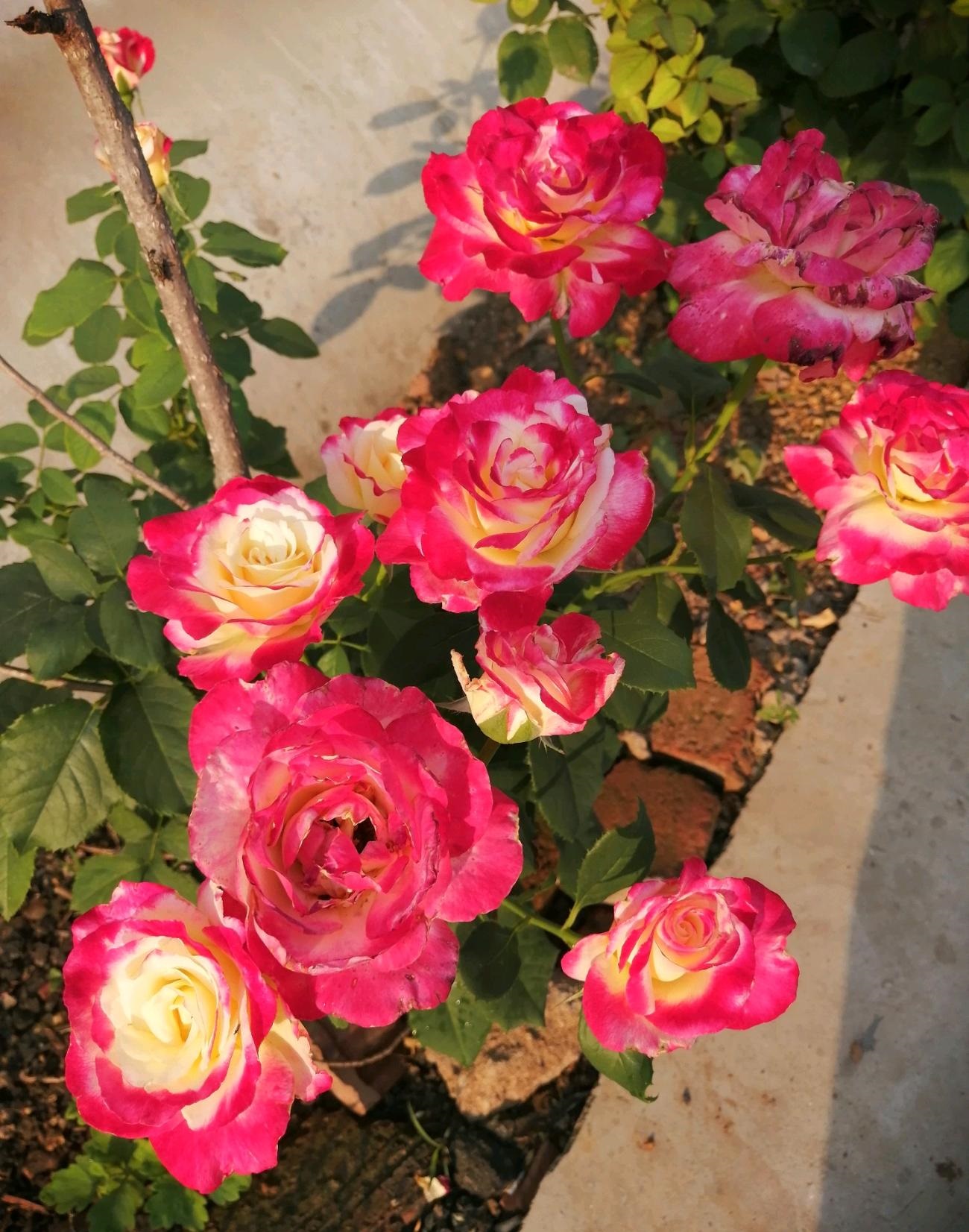 喜欢月季的好处,喜欢养花就要懂得赏花